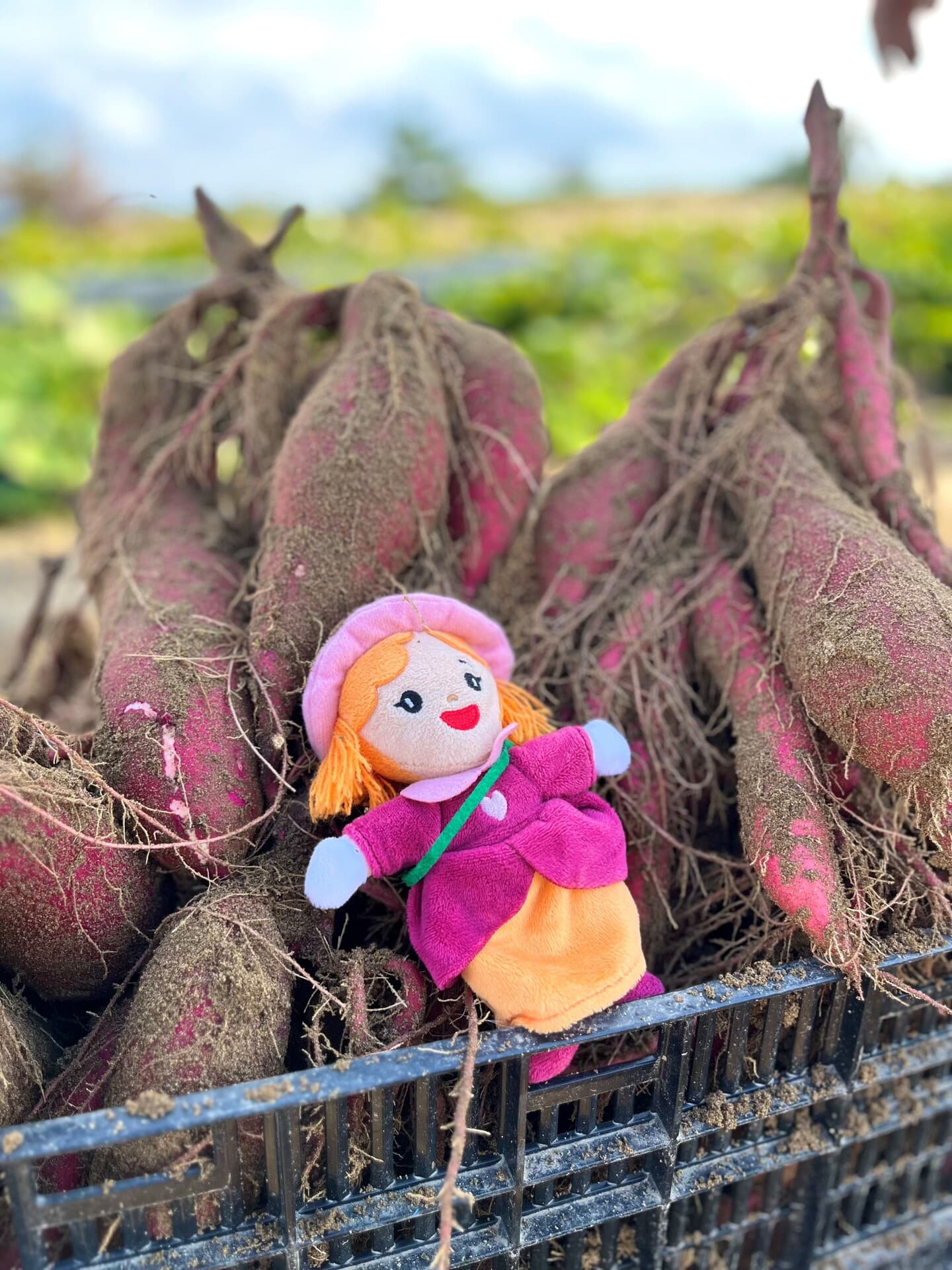 いもジェンヌ収穫風景